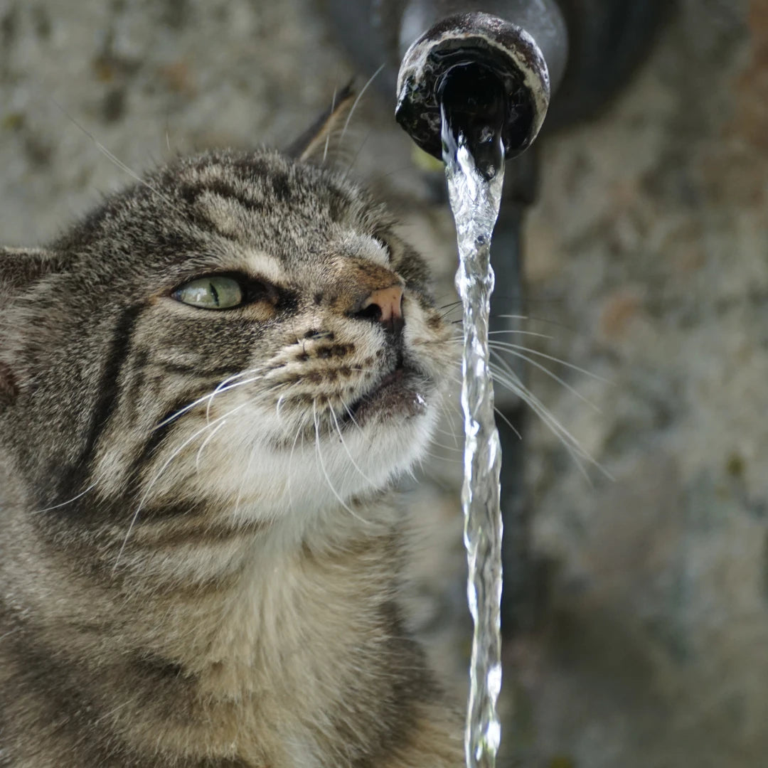 Dispensadores de Agua Inteligentes