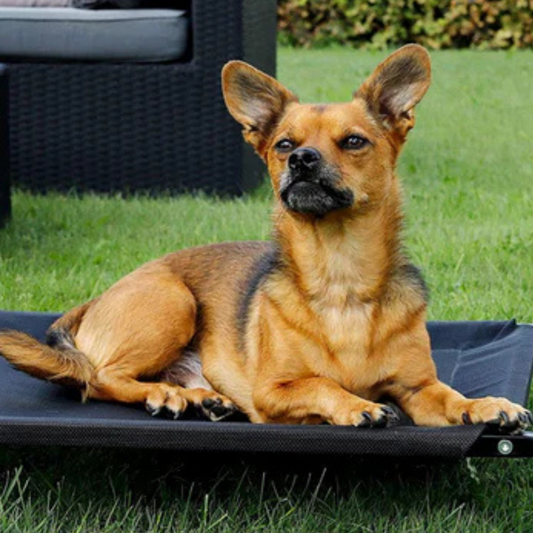 Cama en Altura para Perros y Gatos